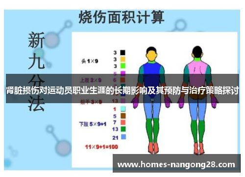 肾脏损伤对运动员职业生涯的长期影响及其预防与治疗策略探讨